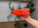 Кросівки Nike Air Zoom Alphafly 2 Orange, Червоний, 36